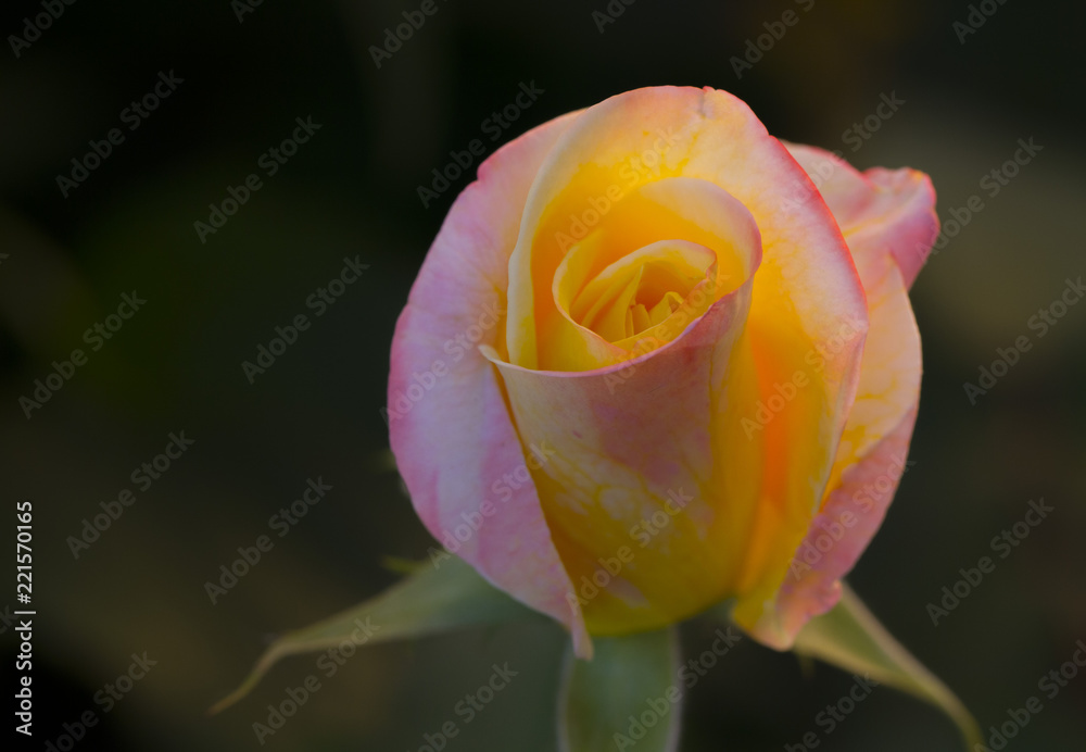 Fototapeta premium Pink roses climbing on the wooden fence close up