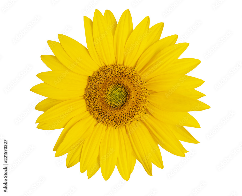 Sunflower close up isolated on white background Sunflower close up isolated on white background