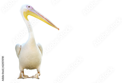 Portrait of a pelican standing isolated on white background