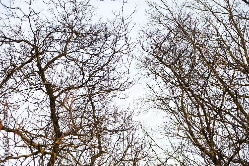 Branches of trees without leaves in the winter against a background of cloudy sky Branches of trees without leaves in the winter against a background of cloudy sky