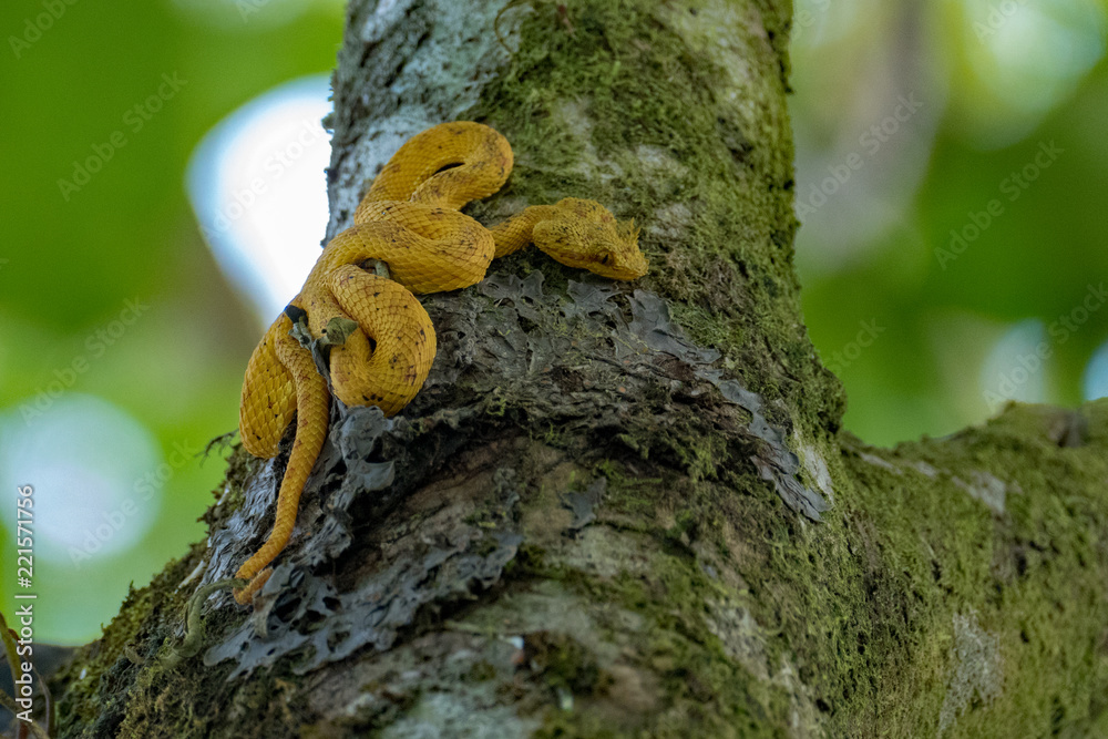 Fototapeta premium Yellow snake in Arenal National Park in Costa Rica 