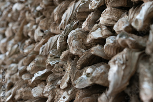 side view wall made of oyster shells as background and texture