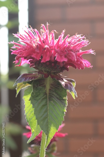 Monarda