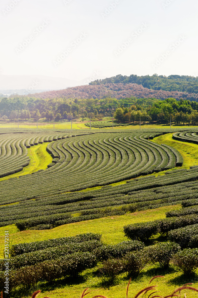 Landscape View Of Tea Plantation