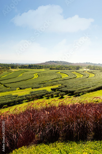 Tea plantation landscape.