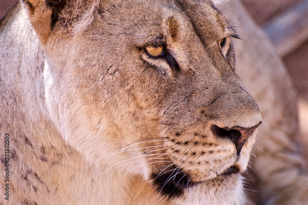 Fototapeta premium Kalahari Lioness in the Mabuasehube, Botswana