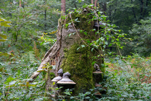 Forest (Reichswald, germany) near Kleve © Bas