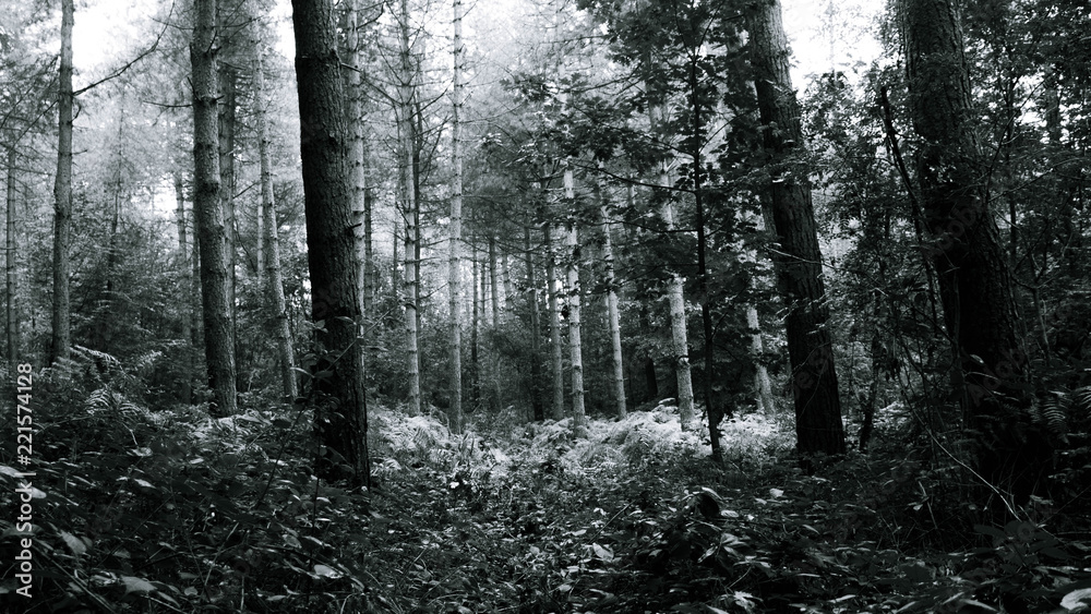 Forest (Reichswald, germany) near Kleve Forest (Reichswald, germany) near Kleve