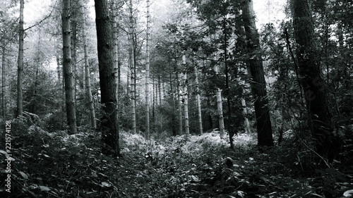 Forest  Reichswald  germany  near Kleve