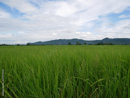 green wheat field and blue sky