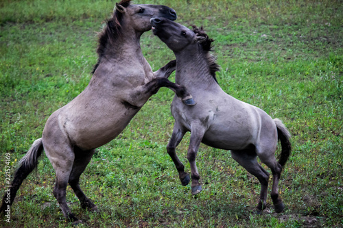 Horses fightinh in the Ooijpolder, close to Nijmegen (NL)