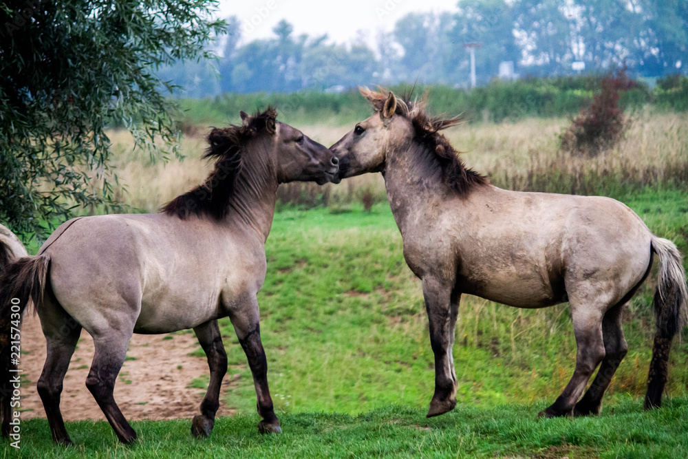 Horses fightinh in the Ooijpolder, close to Nijmegen (NL)