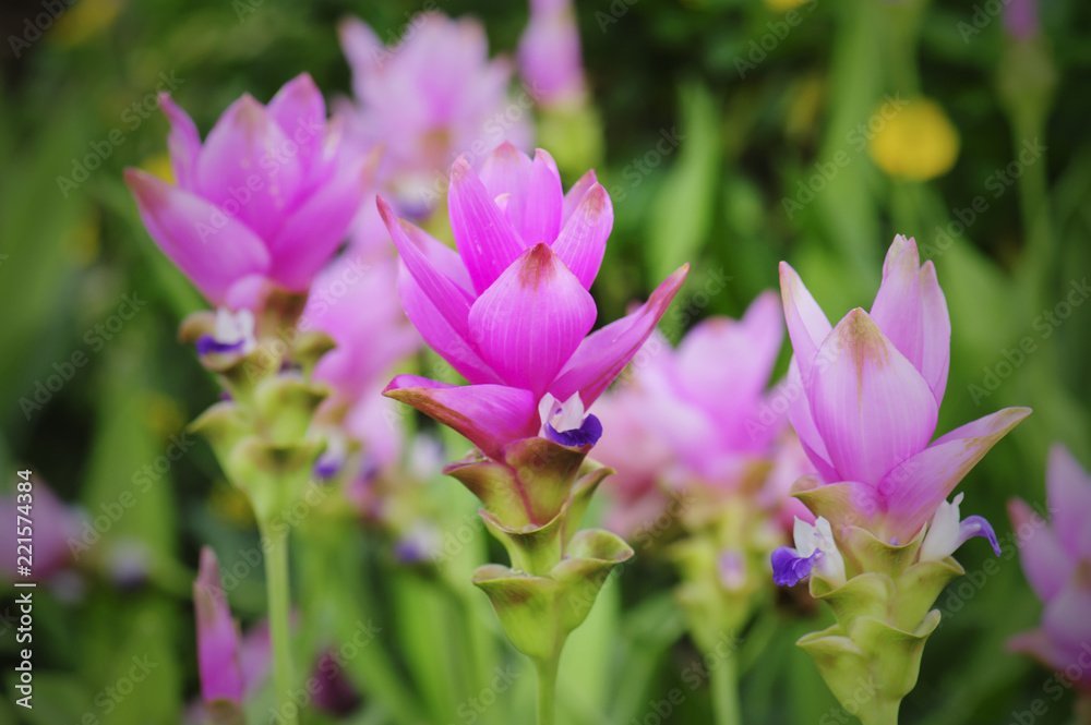 beautiful siam tulip or Curcuma alismatifolia flower in nature beautiful siam tulip or Curcuma alismatifolia flower in nature
