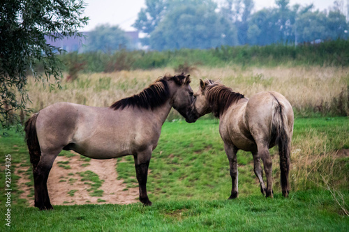 Horses fightinh in the Ooijpolder, close to Nijmegen (NL)
