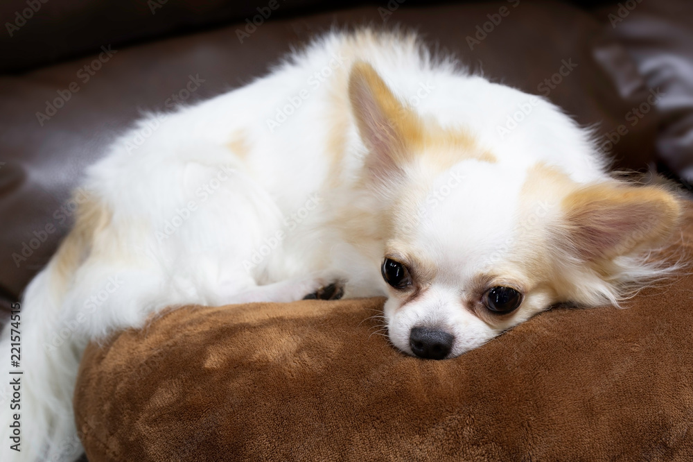 The beautiful chihuahua dog on pillow sofa desk / select focus.