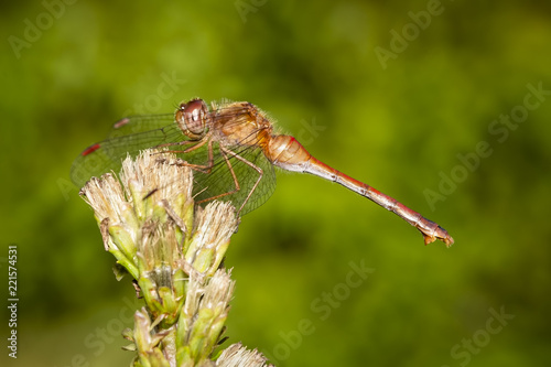 Dragonfly perched on a liatris © Luc Pouliot