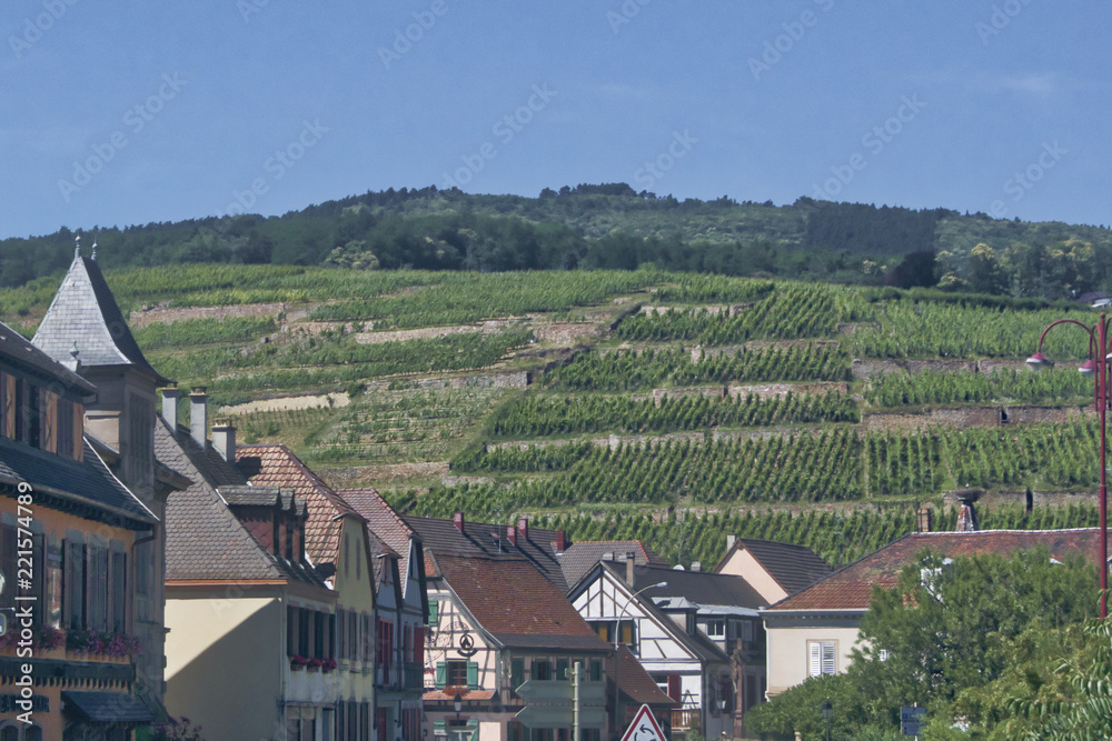 widok na winnice alzackie i francuskie miasteczko Ribeauville