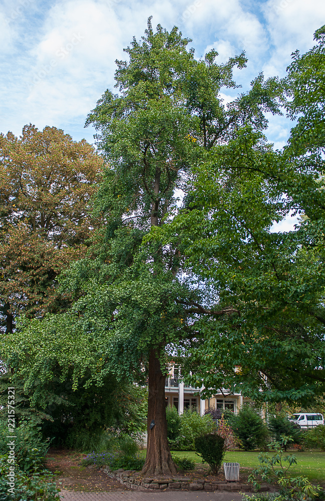 Ginkgo, Ginkgo-Baum, Ginkgo biloba, China, grün, Sommer, gesund, groß, ausgewachsen Ginkgo, Ginkgo-Baum, Ginkgo biloba, China, grün, Sommer, gesund, groß, ausgewachsen
