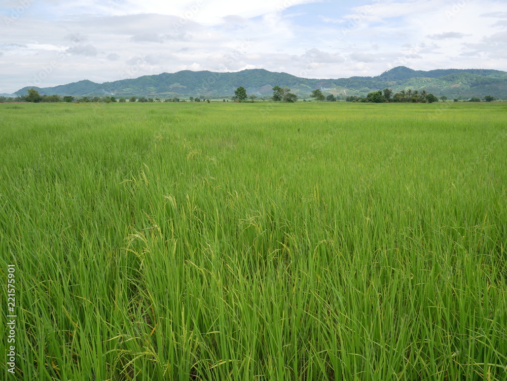green field and blue sky green field and blue sky