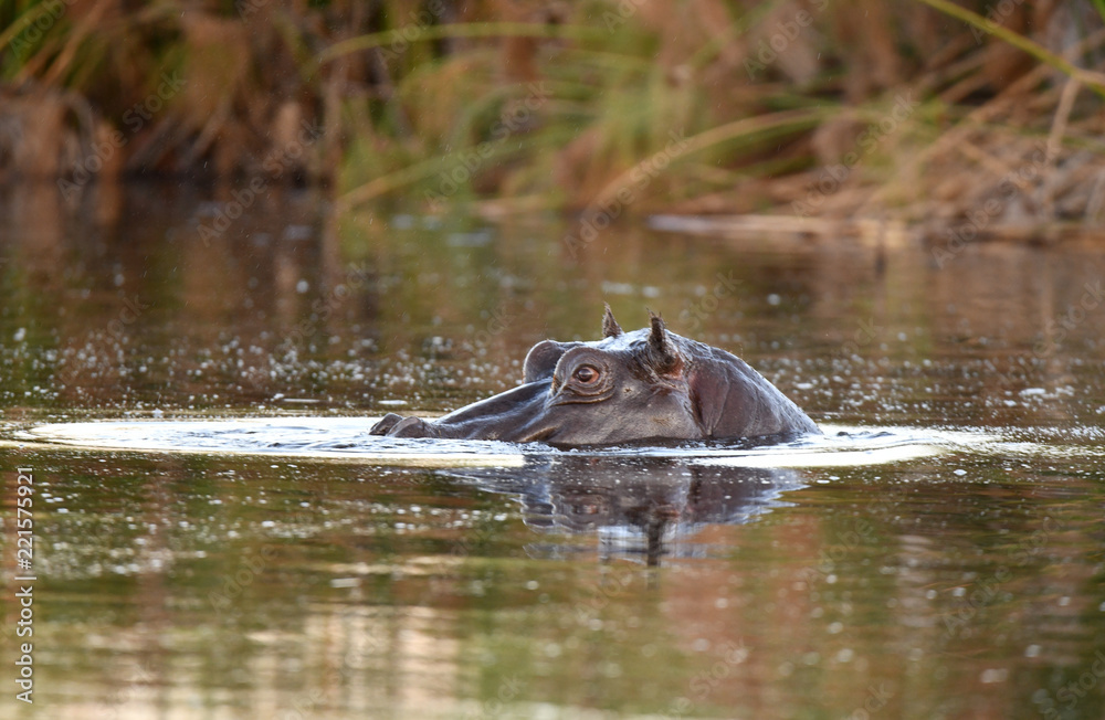 Fototapeta premium Nilpferd im Chobe River