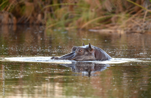 Nilpferd im Chobe River