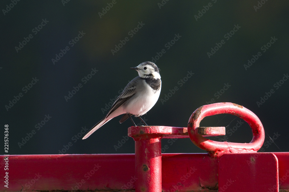 Fototapeta premium Adult Wagtail on a pole in Bromma, Stockholm