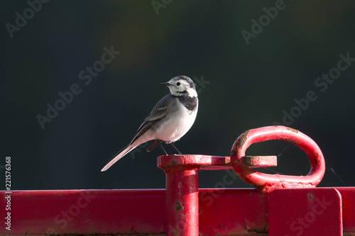 Adult Wagtail on a pole in Bromma, Stockholm photo