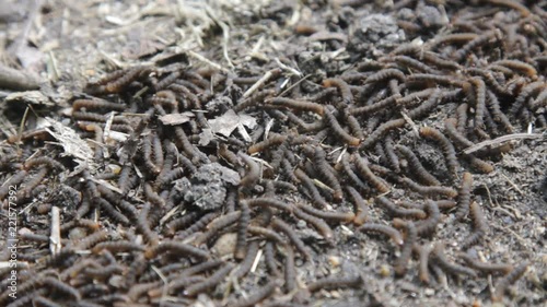 A lot of swarming worms in ground. Grave worms, death worm (And they shall lie down alike in the dust photo