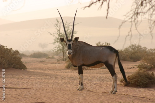 Gemsbok 6