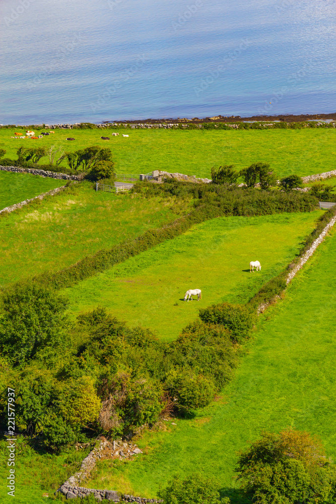 Farms with cows and horses in Burren way trail with Galway bay