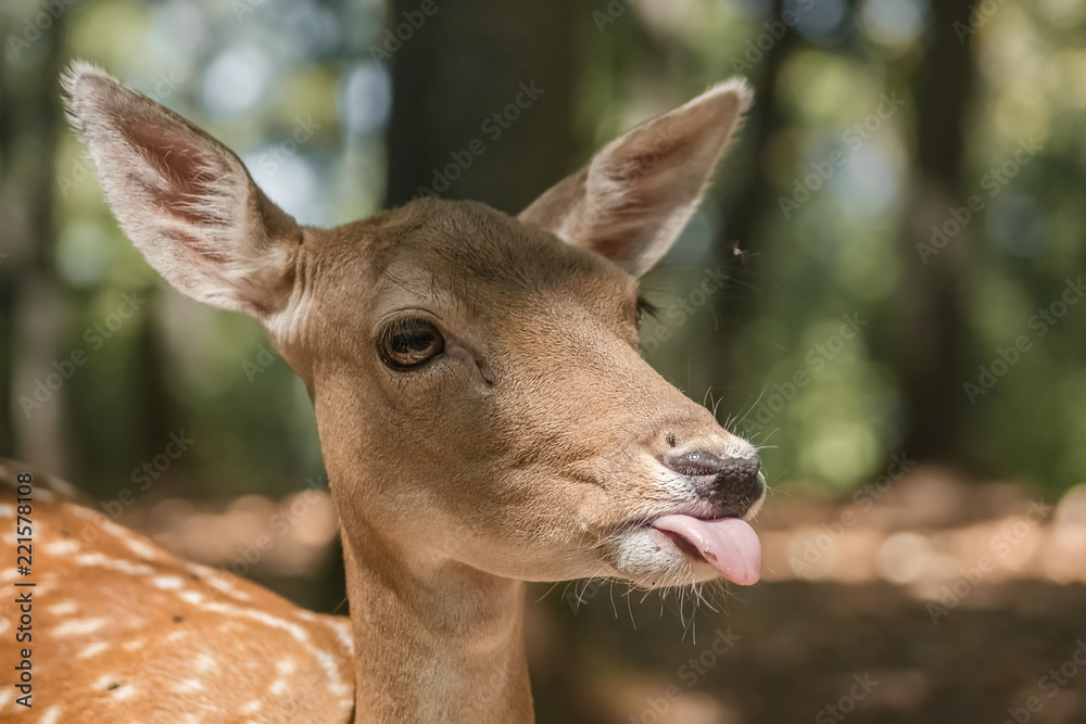 Obraz premium Zunge ausstrecken