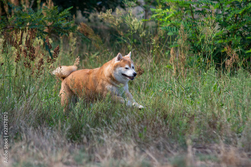 jumping shiba inu in the grass