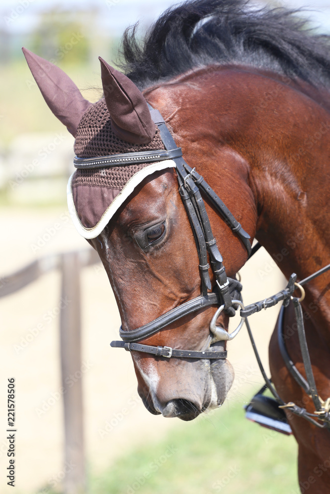 Fototapeta premium Head shot close up of a beautiful young sport horse during competition