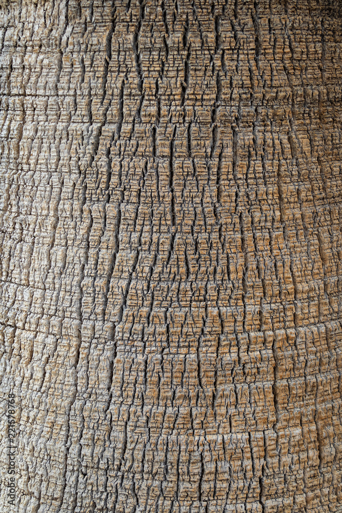 Fototapeta premium fig palm tree stem closeup macro cracks