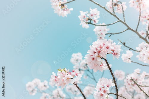 Cherry blossom in the Hanami festival  is blooming beautifully on a blue background in Osaka  spring season of japan.