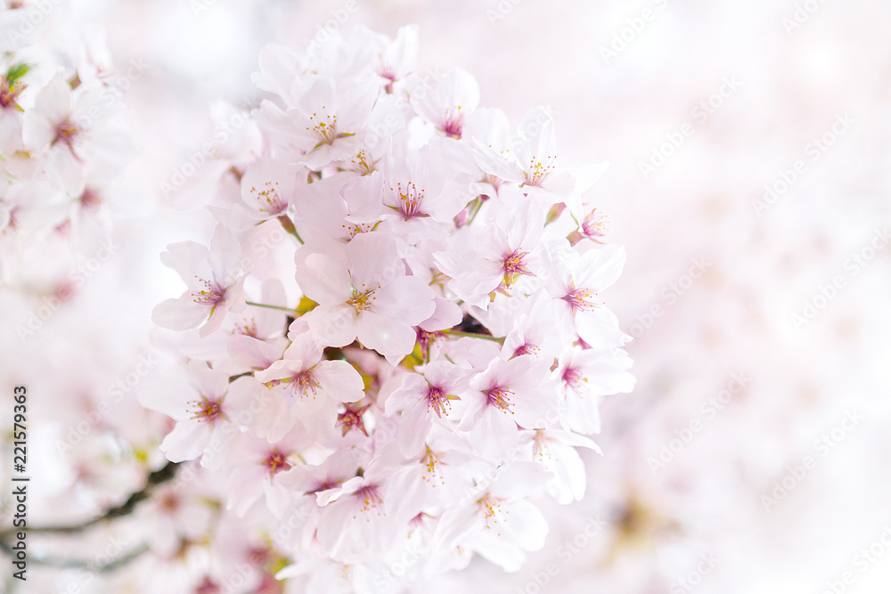 Cherry blossom in the Hanami festival  is blooming beautifully on a blue background in Osaka, spring season of japan.