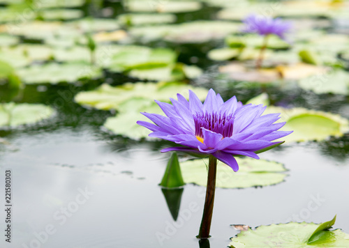 Purple water lily in a pond at Botanical garden