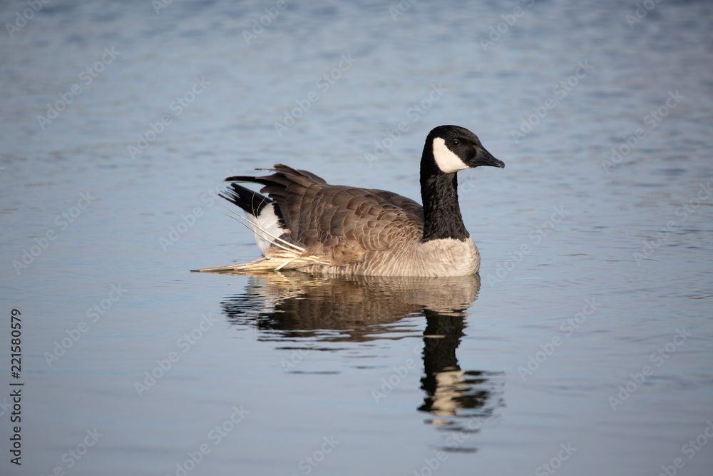 Canada geese (goose) on lake