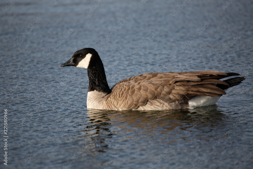 Canada goose swimming in lake