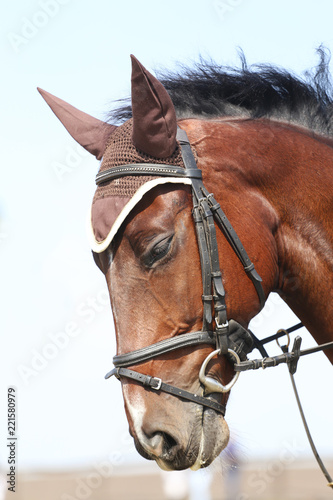 Head shot close up of a beautiful young sport horse during competition
