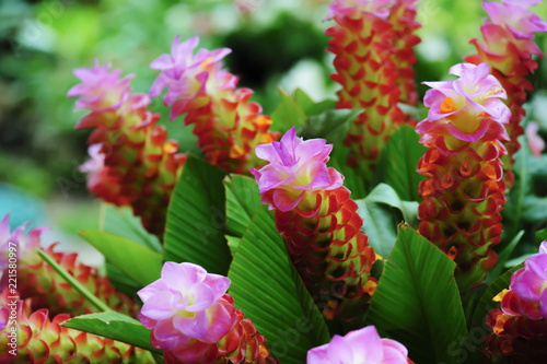 Bush of the sessilis bouquet or Siam Tulip Bloom in the rainy season in Thailand. photo