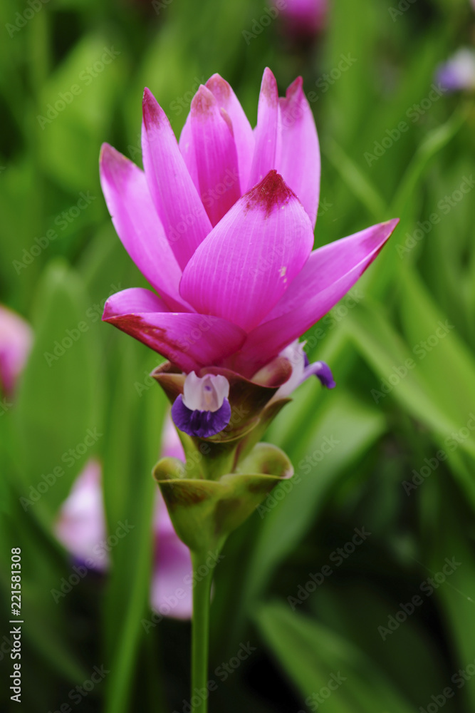 Bush of the sessilis bouquet or Siam Tulip Bloom in the rainy season in Thailand. Bush of the sessilis bouquet or Siam Tulip Bloom in the rainy season in Thailand.