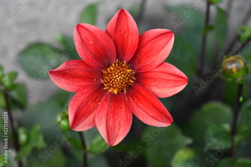 Preciosa flor Dahlia roja 