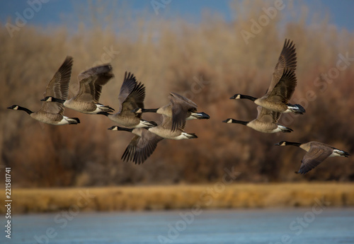 Canada geese in flight © Ryan McGehee