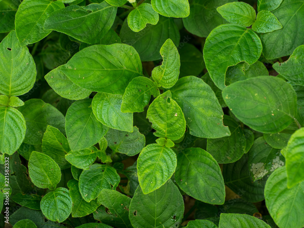 Green leaf background. Low Key Concept Green leaf background. Low Key Concept