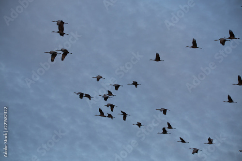 flock of flying sandhill cranes on blue cloudy sky © Ryan McGehee
