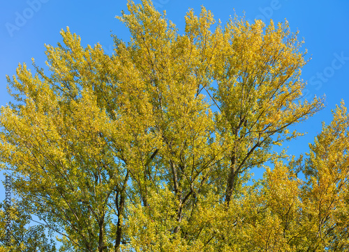 Tree against blue sky in autumn