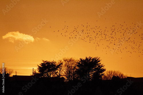 Golden Silhouette of a Flock of Birds Flying over a Town at Sunset