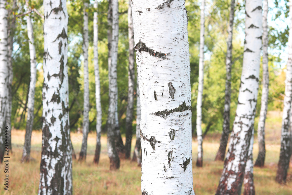 Fototapeta premium Beautiful birch trees with white birch bark in birch grove with green birch leaves