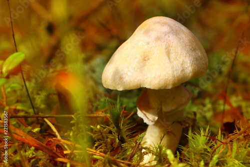 Amanita phalloides, mushroom in the forest in autumn
